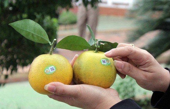 Tem Truy Xuất Cam