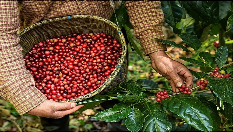 Tem Xuất Khẩu Cà Phê Vina Cafe